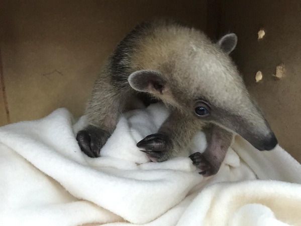 Hormiguero rescatado, rumbo a una nueva vida