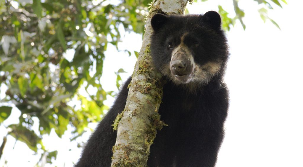 Cortolima se pronunció sobre muerte de un “Oso Andino” a manos del Ejército en el bosque de Galilea