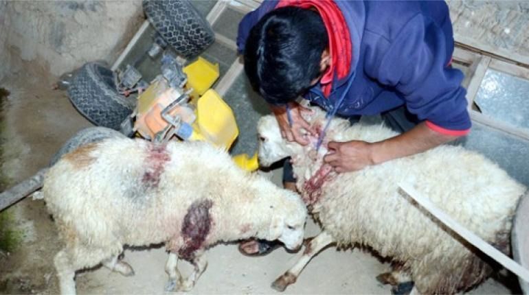 Felino atacó cerca de 20 ovejas en zona rural de Santa Isabel