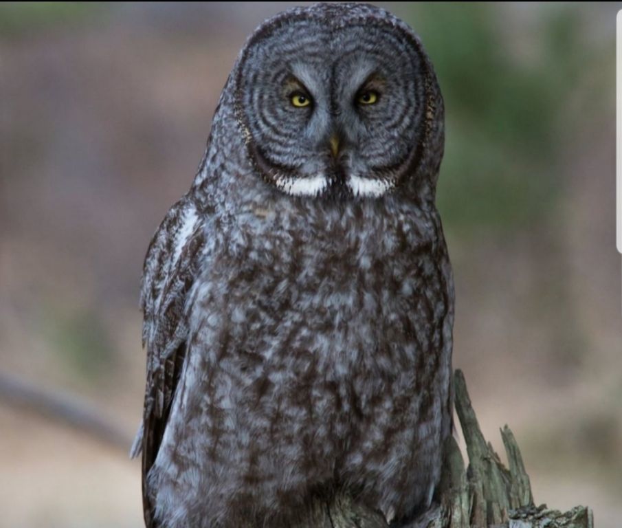 El ave de Minerva -validez de la utopía-