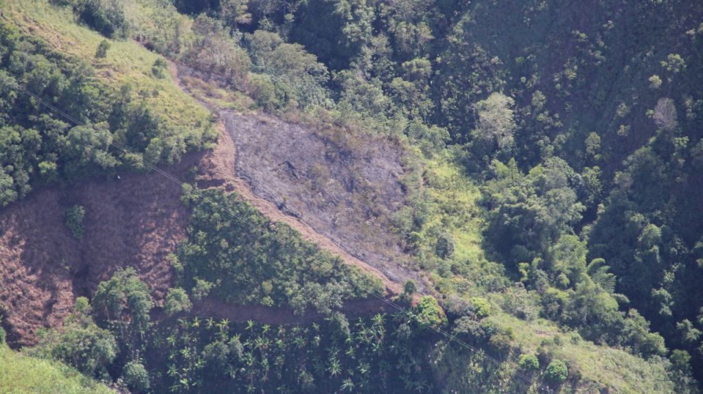 Disminuye deforestación en el Tolima según estudio del Ideam