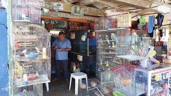 Control a almacenes de mascotas y plantas medicinales y ornamentales