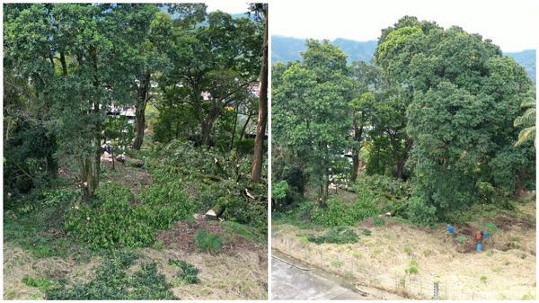 Todo permiso tiene su compensación ambiental: Cortolima