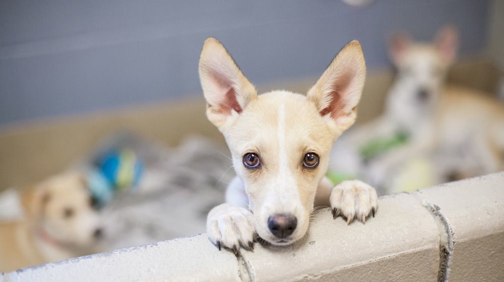 Jornada de adopción de mascotas este domingo en Ibagué