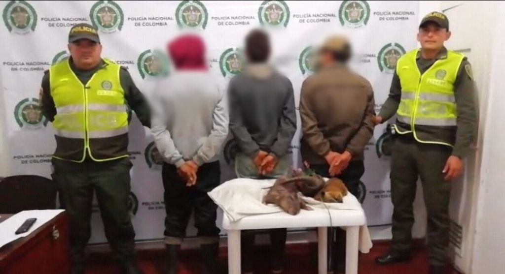 Cazadores que asesinaron dos especies en zona boscosa de Herveo, fueron dejados en libertad