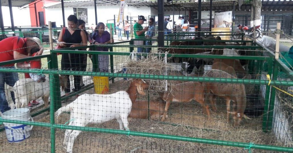 Adjudicada licitación por más de $1.000 millones para las ferias Bobina y Ovino – Caprina 2019