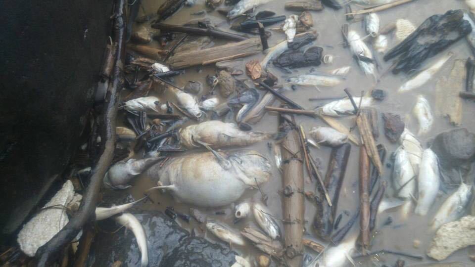 Mortandad de peces por turbiedad del río Magdalena