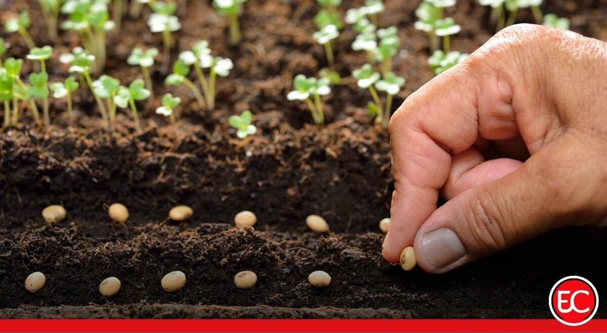 ICA pide a los agricultores usar semilla autorizada para enfrentar el fenómeno de El Niño