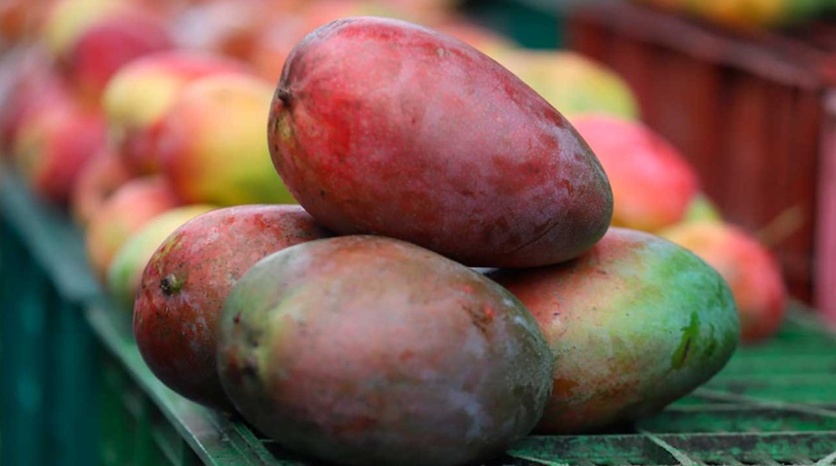 En el 2025 se cultivaron en Colombia más de 5,6 millones de hectáreas