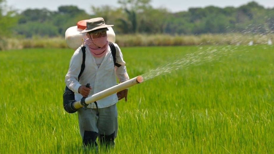 Gobierno de Colombia impone arancel del 30% al arroz proveniente de Ecuador