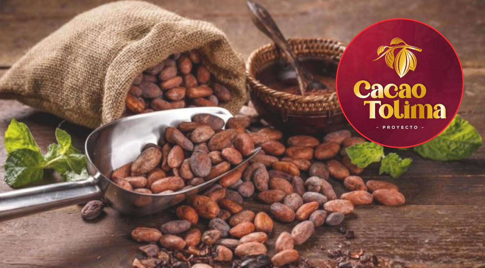 Tolima abre convocatoria para elegir el mejor cacao 2025
