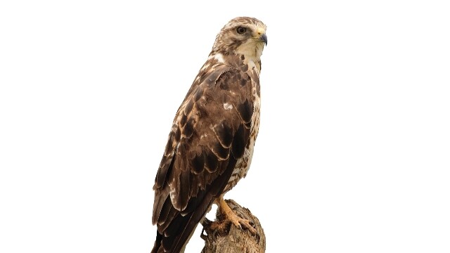 Refuerzan controles en Ibagué para proteger a las águilas cuaresmeras