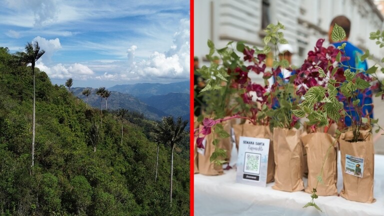 Ojo: multas de hasta $8.000 millones por usar palma de cera