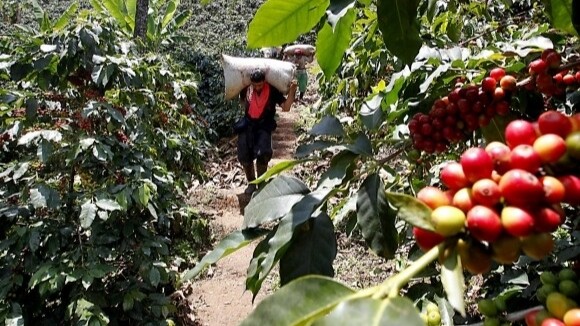 Invierno golpea la cosecha cafetera en el Tolima