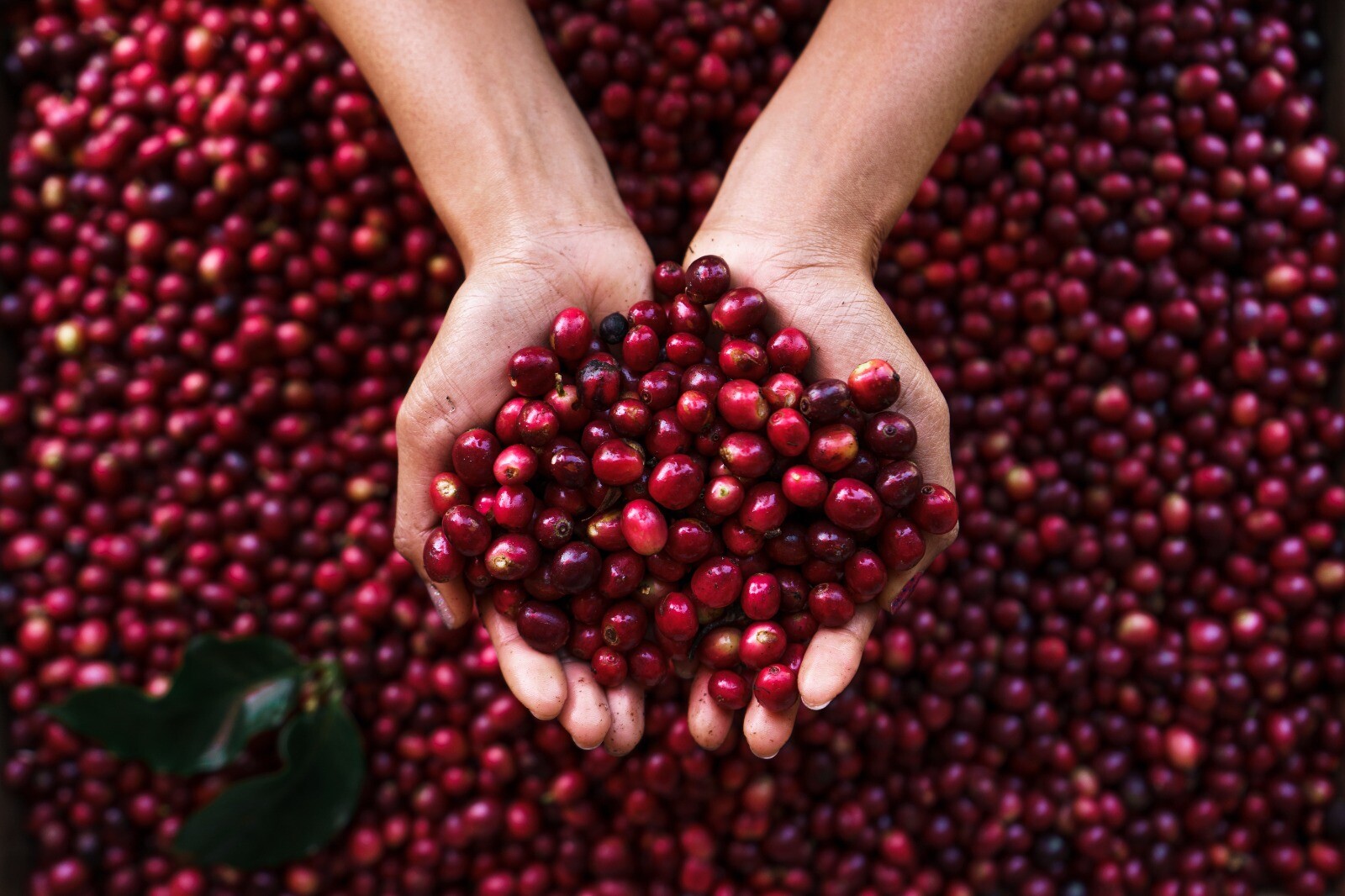 Día Nacional del Café:  tributo para 556 mil familias caficultoras