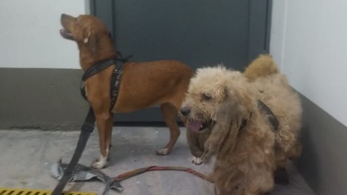 Rescatan nueve animales por presunto caso de maltrato en Ibagué