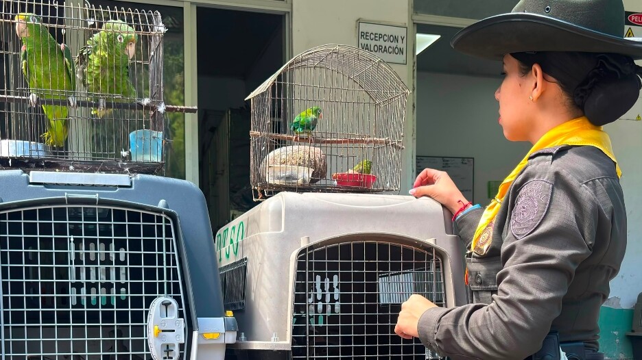 Rescatan 19 animales silvestres que permanecían en cautiverio en Ambalema