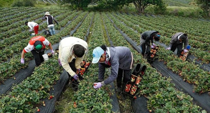 Egipto y Brasil le abren nuevas puertas al agro del Tolima