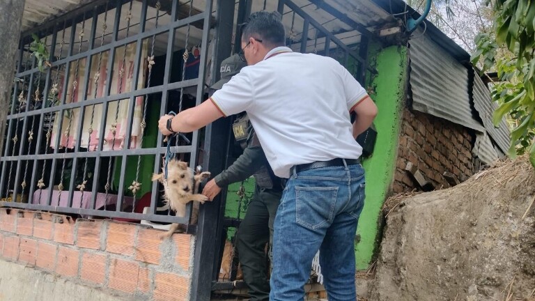 En barrio de Ibagué rescatan a canino tras presunto maltrato