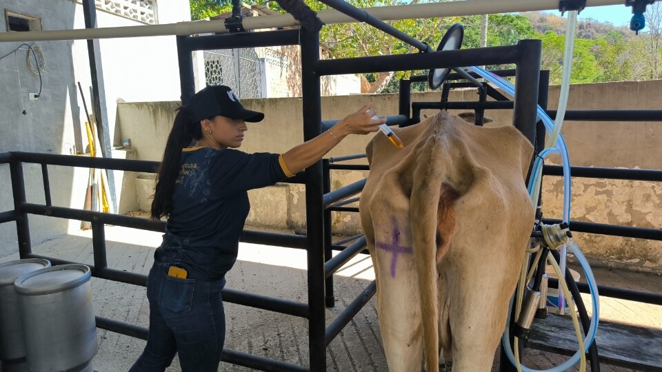 Más de 600 animales reciben atención veterinaria en zona rural de Ibagué