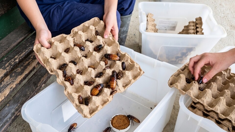 SENA estudia cucaracha como alternativa de proteína en Tolima