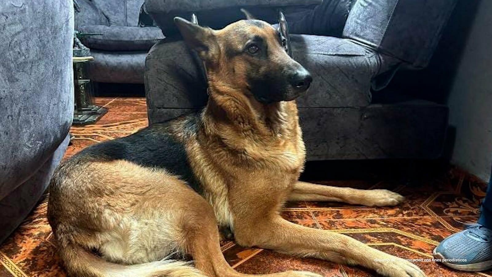Condenado por robarse una perrita y cometer actos sexuales en su contra