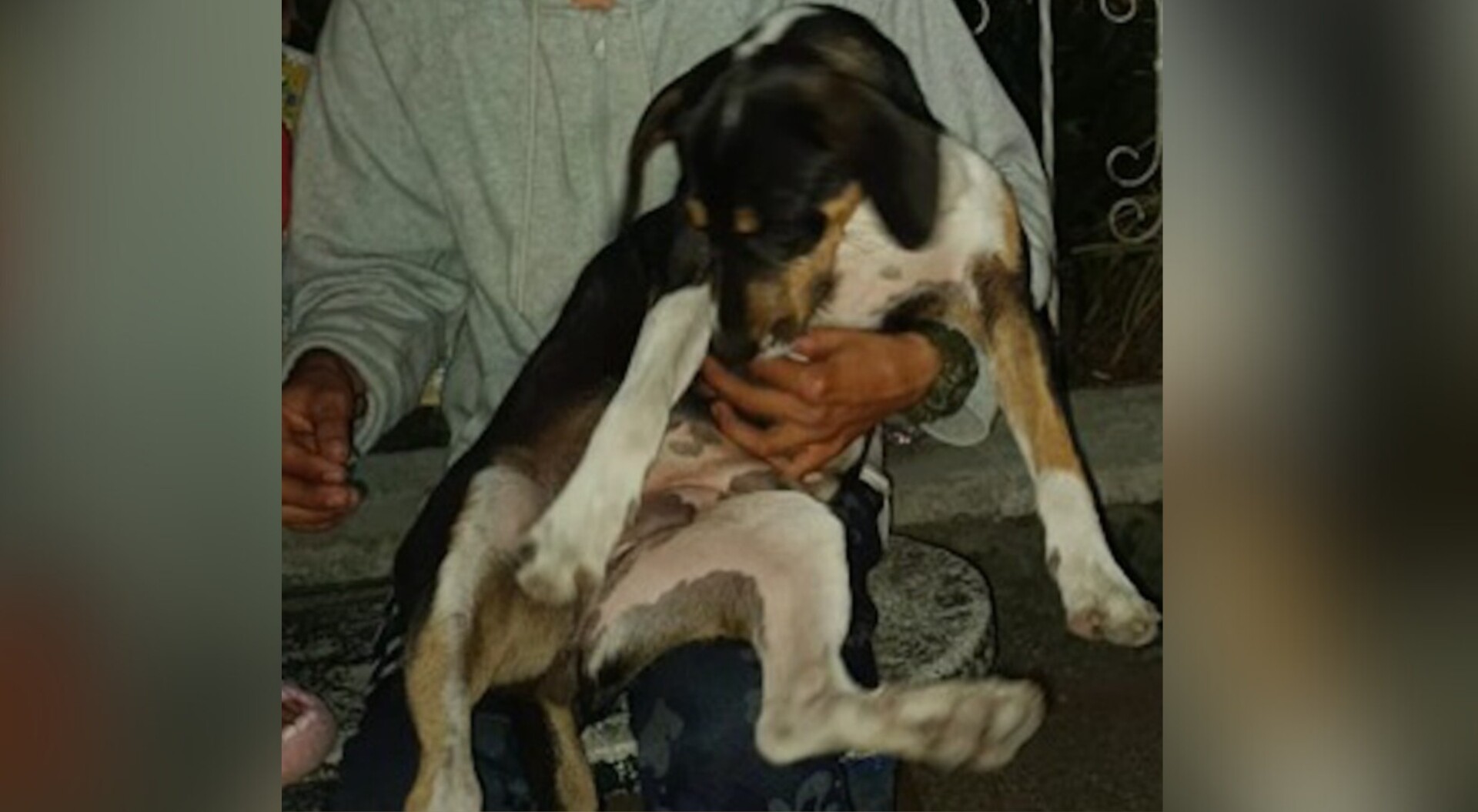 Imputan al hombre que habría matado a una perrita en Anzoátegui