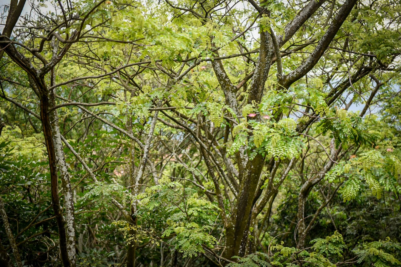 Incautan más de 400 bloques de madera ilegal en el Cañón del Combeima