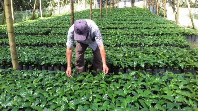 Incentivos para renovar cafetales del Tolima