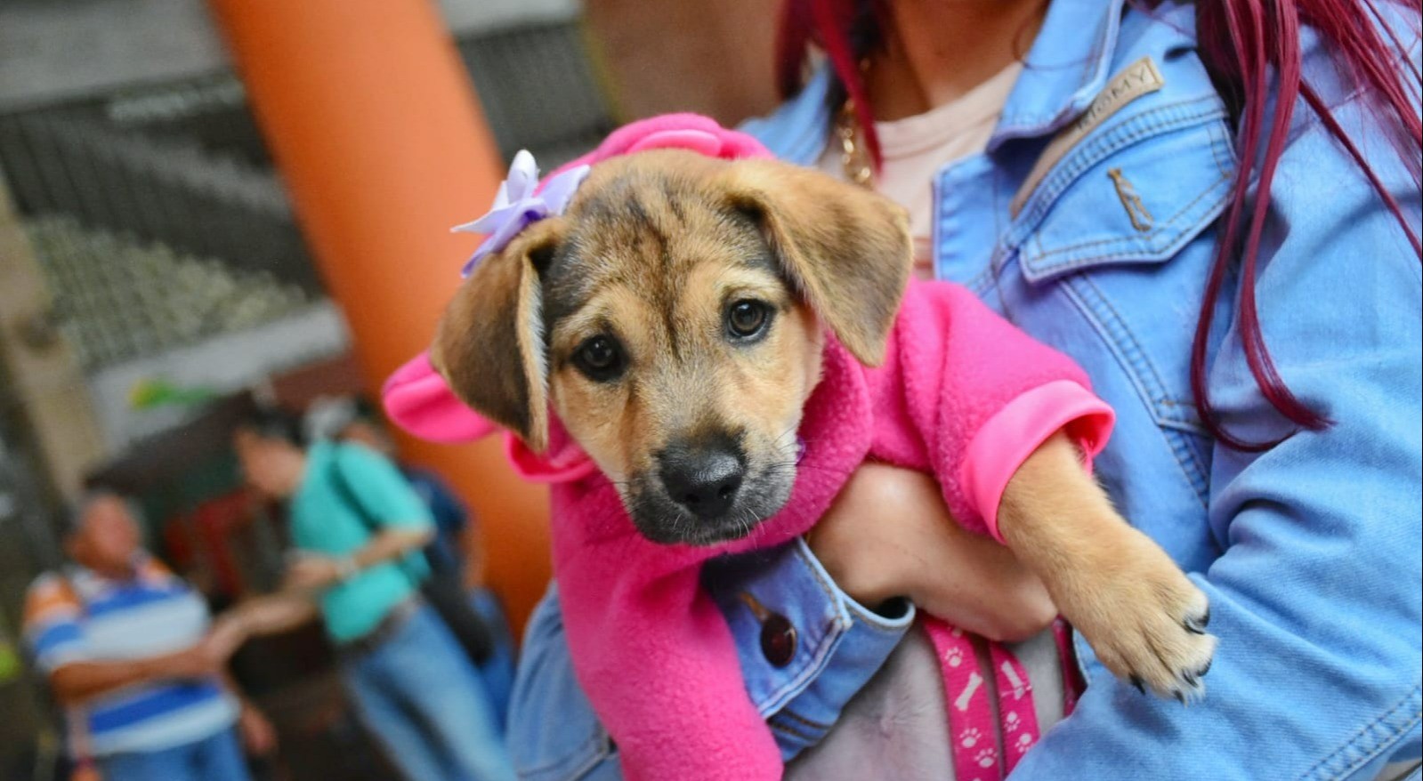 Jornada de desparasitación y adopción de mascotas hoy en la Gobernación del Tolima