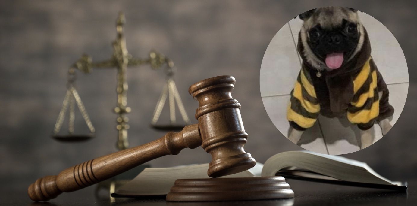 Por haber causado la muerte a ‘Julius’, judicializan a hombre en Guamo