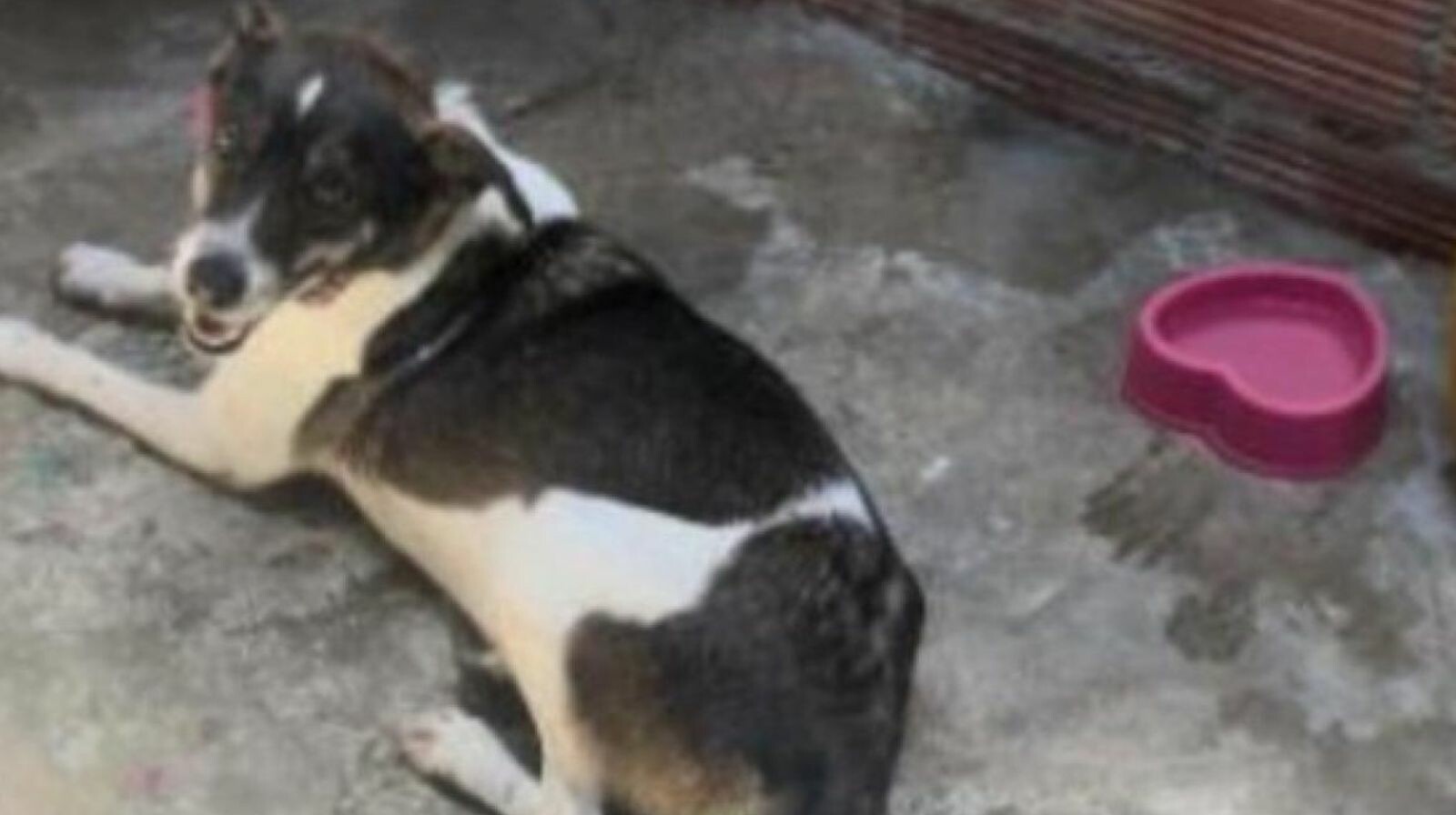 Logran justicia para Juana de Arco, perrita criolla víctima de grave maltrato en Ibagué