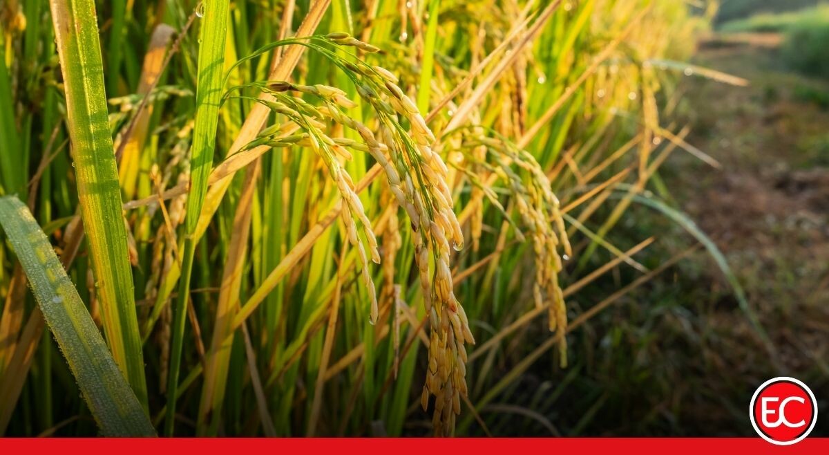 La encrucijada de la producción arrocera del Tolima