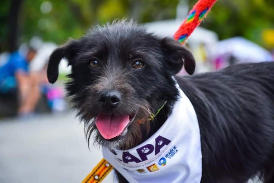 Las mascotas desfilarán al son del Festival Folclórico Colombiano