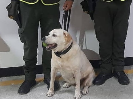 'Lissa', detectó a boa constrictor en encomienda