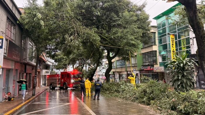 Lluvias en Ibagué: guaduas cayeron sobre viviendas y un árbol bloqueó la Quinta
