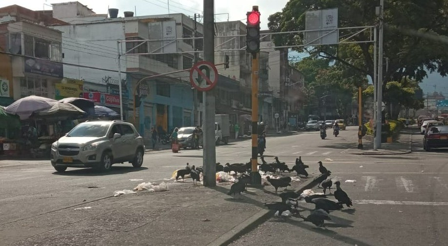 Los chulos no tienen la culpa…la culpa es de…