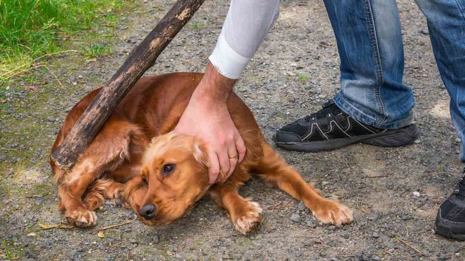 Entre el 2020 y 2021 hubo 71 condenas por el delito de maltrato animal