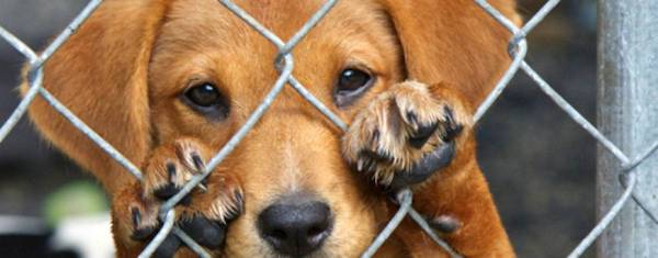 Acciones judiciales de la Fiscalía por ataques a perros en Tolima