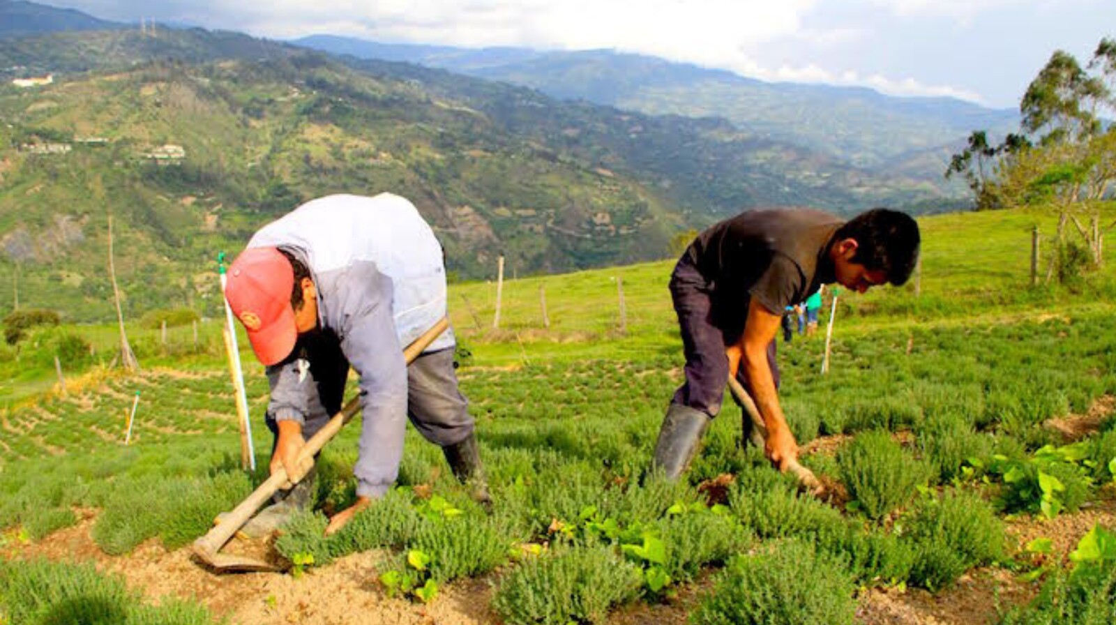 Más de 2,5 millones de hectáreas destinadas para la Reforma Agraria del Gobierno Petro