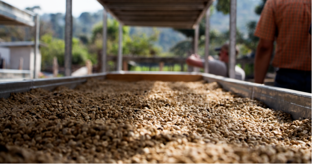 El concurso para escoger los mejores microlotes que llegarán a Planadas