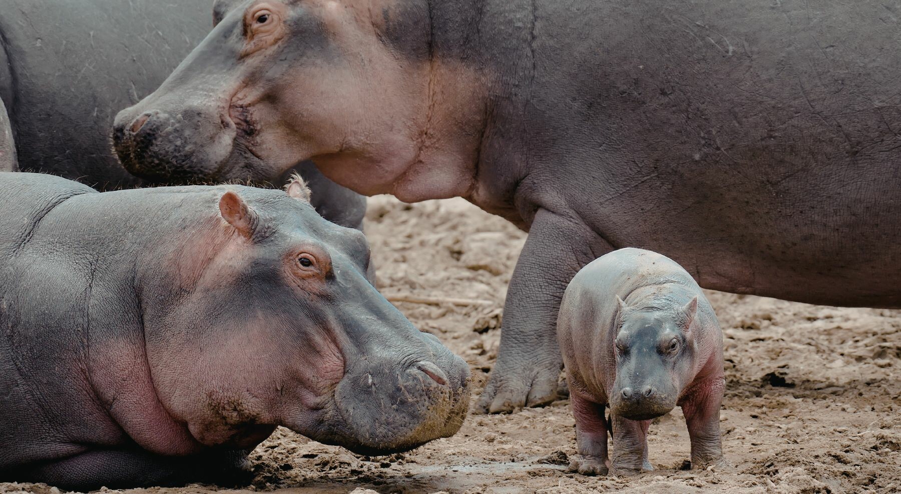MinAmbiente plantea eutanasia, confinamiento y traslado para controlar hipopótamos