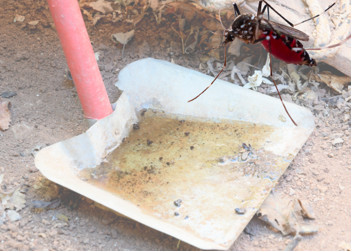 La fiebre amarilla y la casa de Elena Ramírez