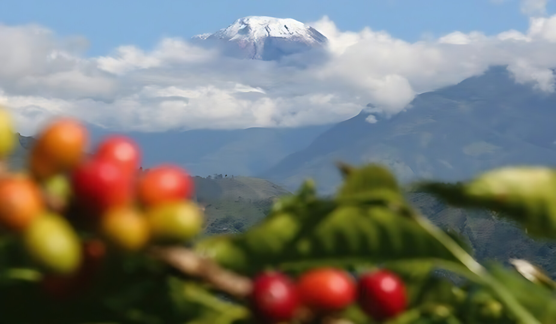 El Tolima transforma su caficultura con sostenibilidad