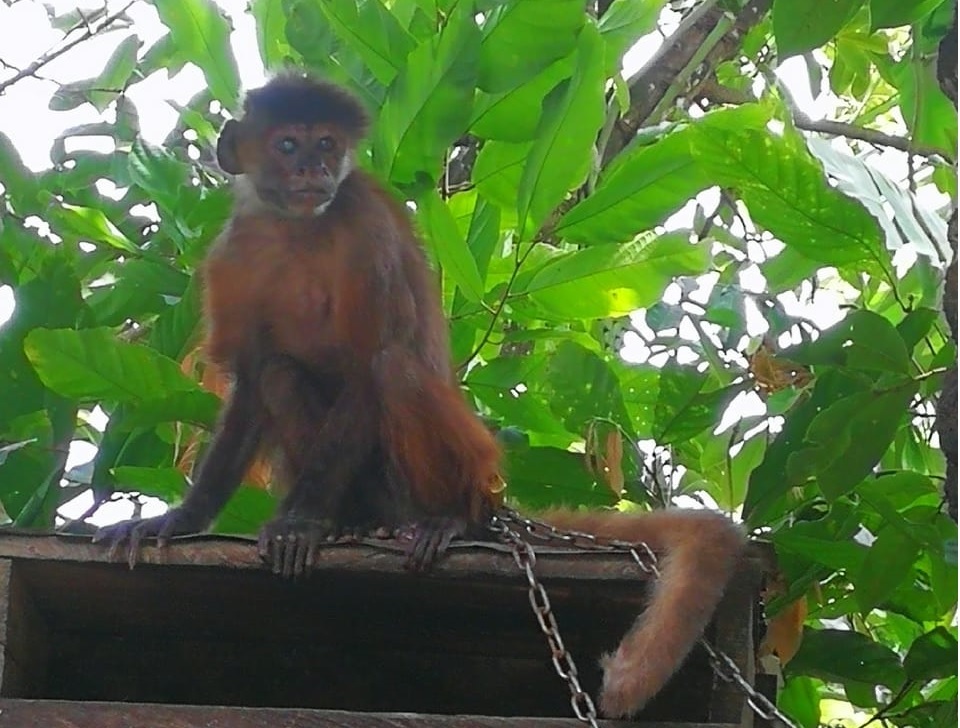 Policía ambiental rescató mono cariblanco que estaba encadenado
