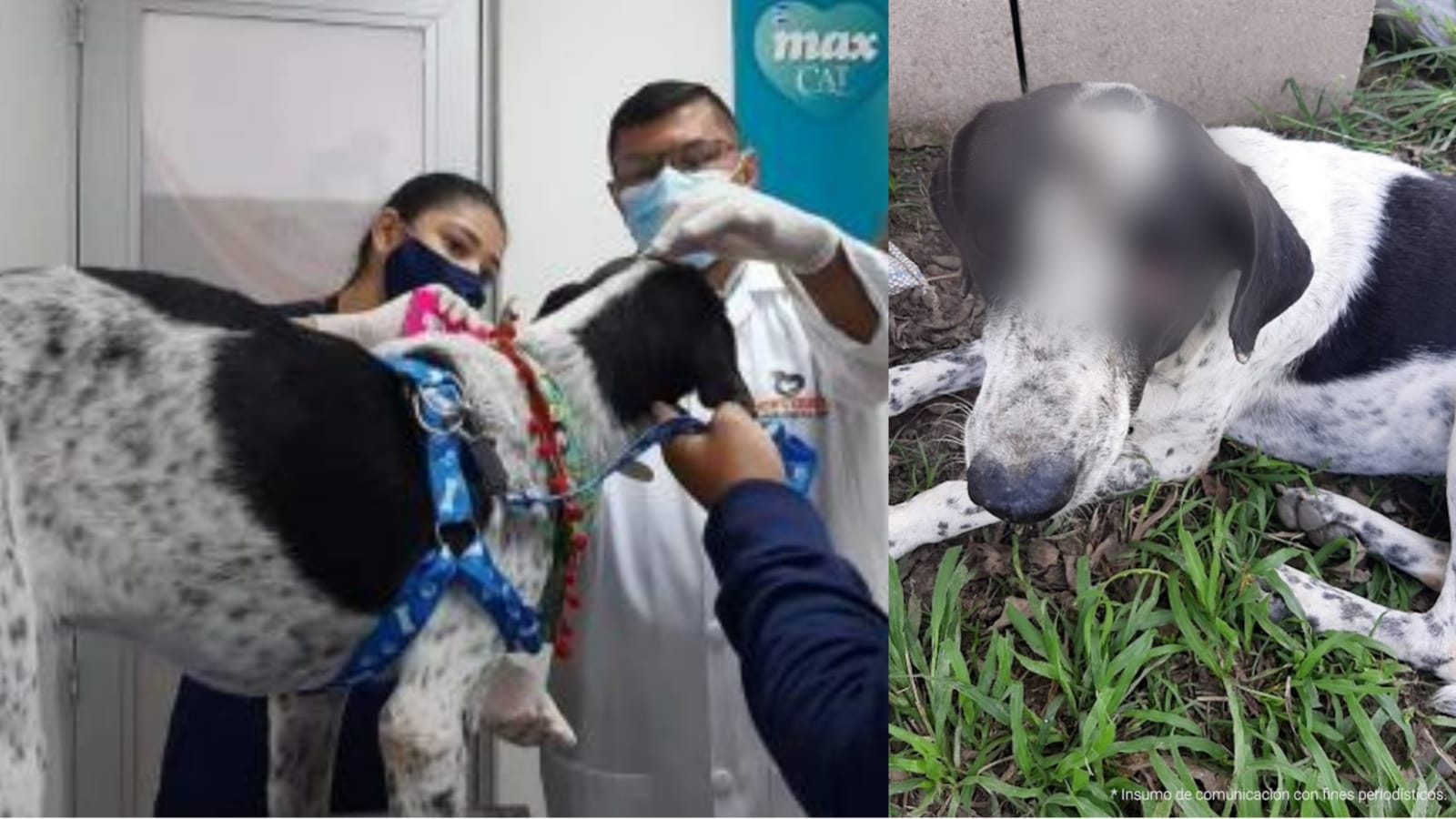 Pagó para que mataran a ‘Sparki’