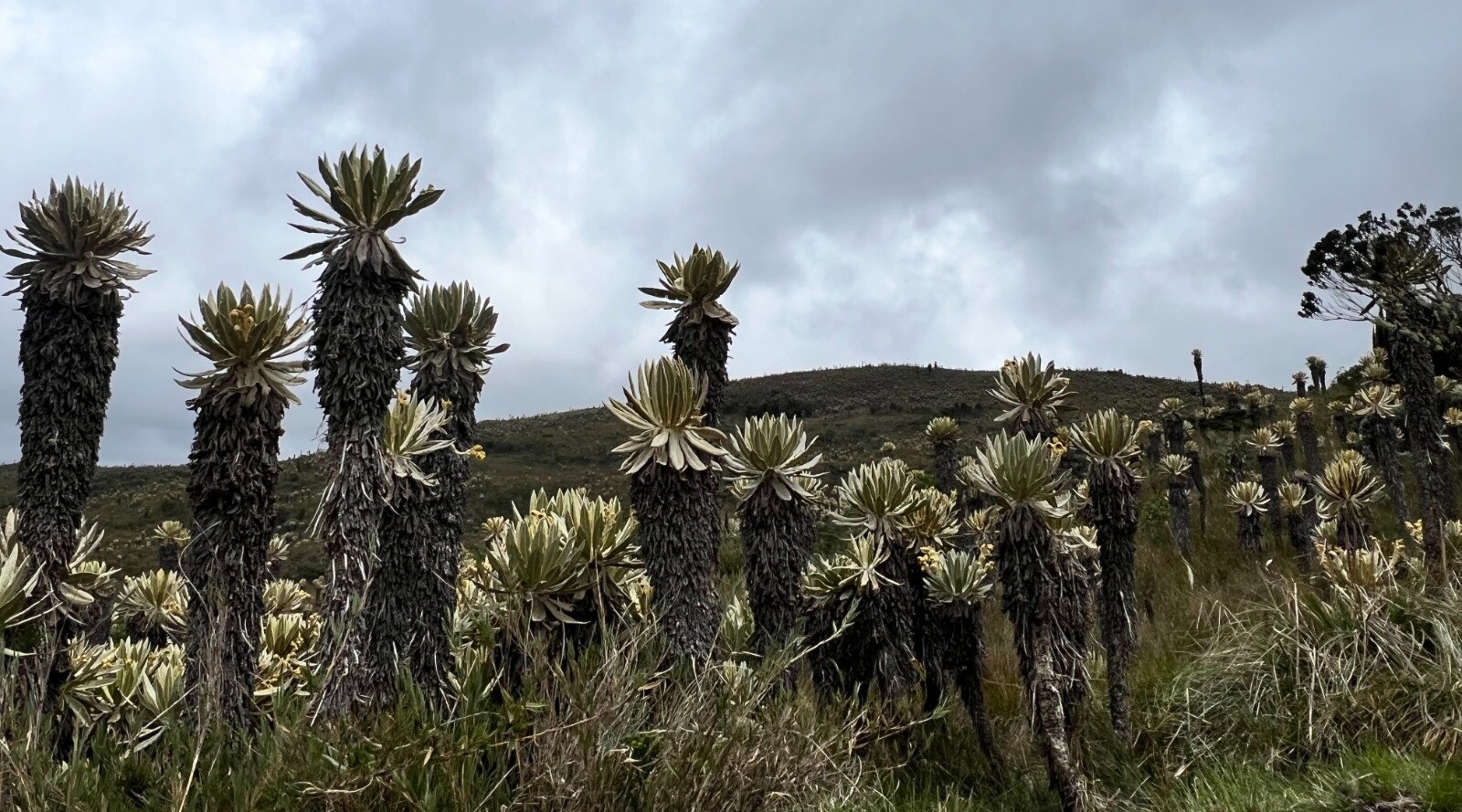 Cortolima actualiza plan de manejo del Parque Anaime-Chilí