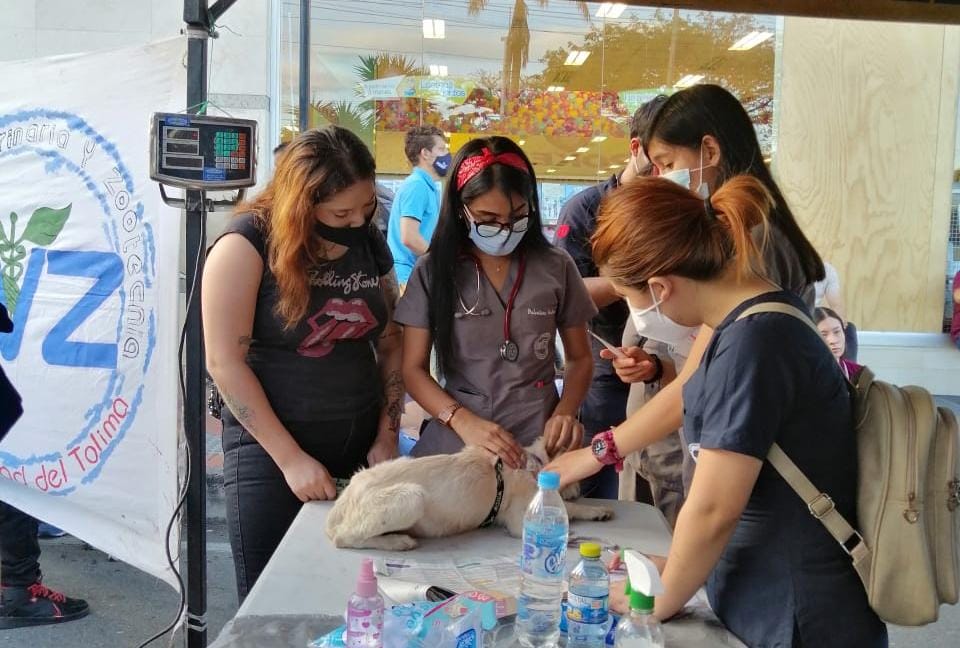 Paro nacional: estudiantes de la UT atendieron gratis a más de 150 mascotas