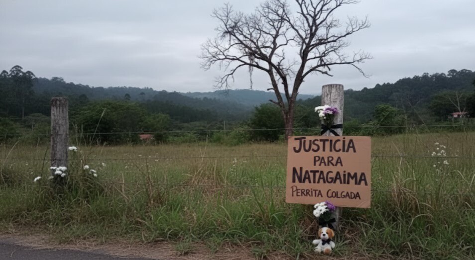 Investigan posible ritual detrás de la muerte de una perra en Natagaima