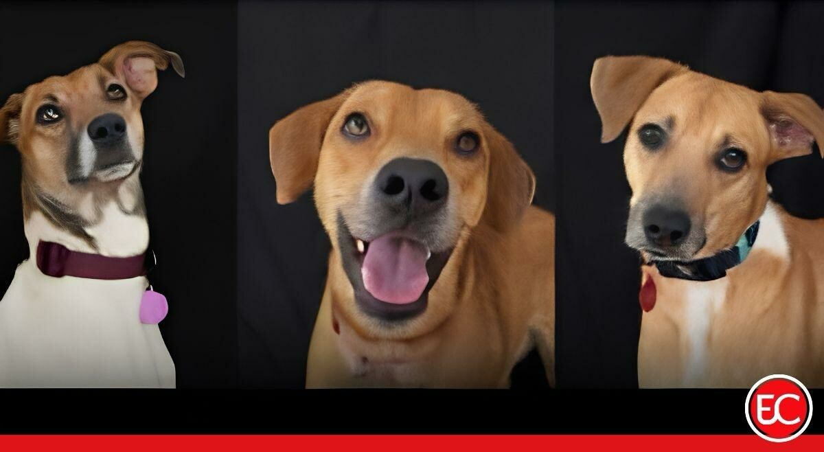De Icononzo a Bogotá: tres perros rescatados buscan una familia